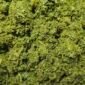FRESH CUT & POUNDED AFANG LEAVES 1kg